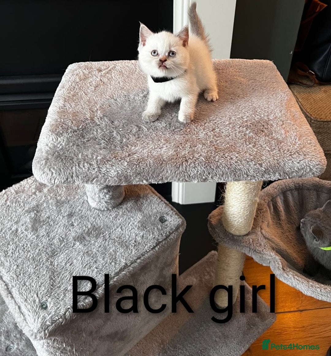British Shorthair cats for sale: Adorable GCCF Kittens Available - Image 6
