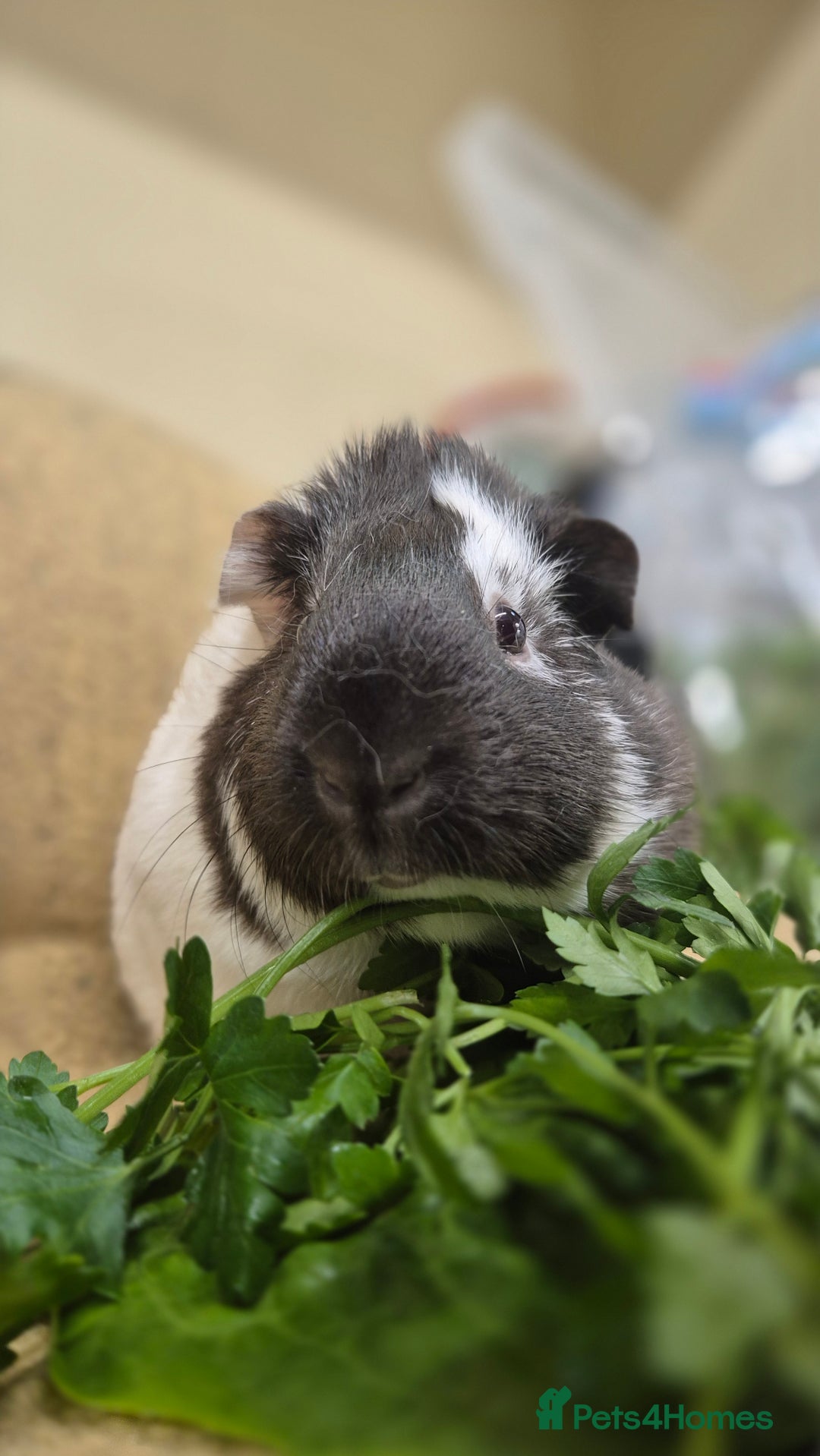 Guinea Pig rodents for sale: 4 female guinea pigs - Image 5