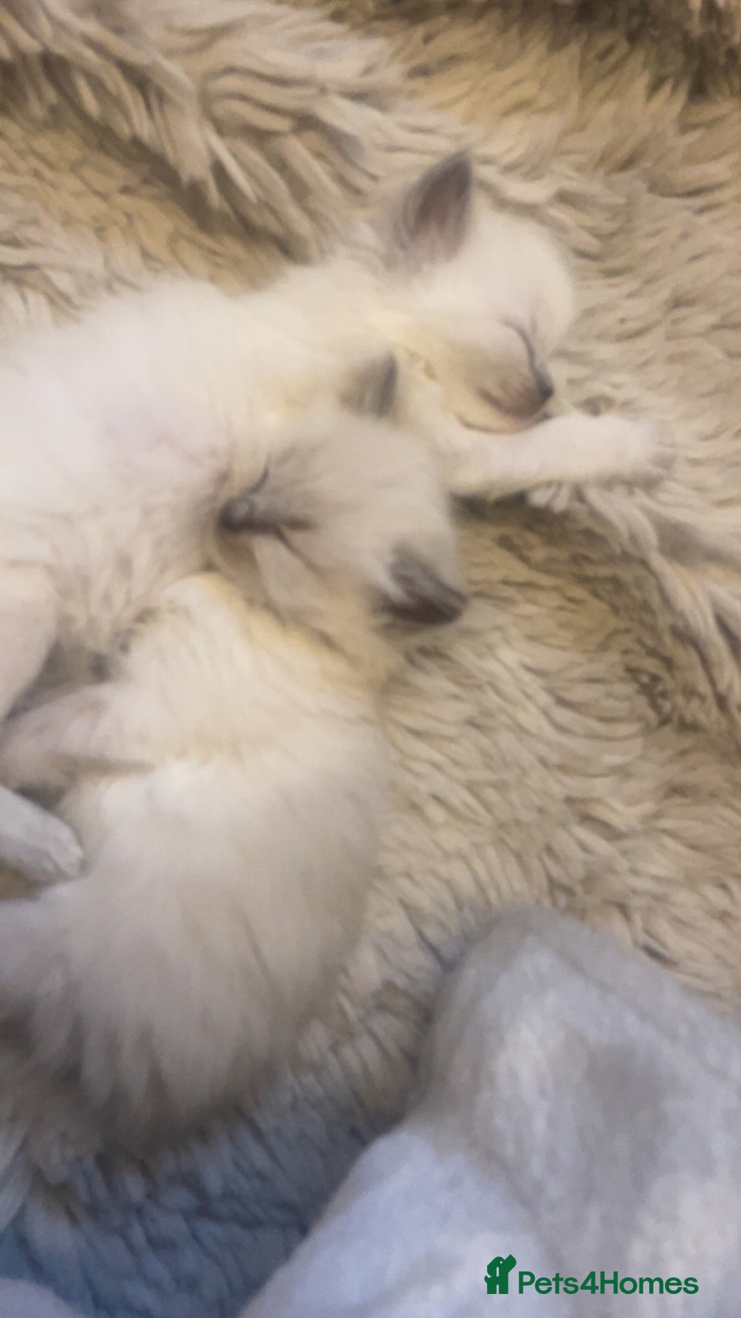 Ragdoll cats for sale: Beautiful blue eyed ragdoll  - Advert 12
