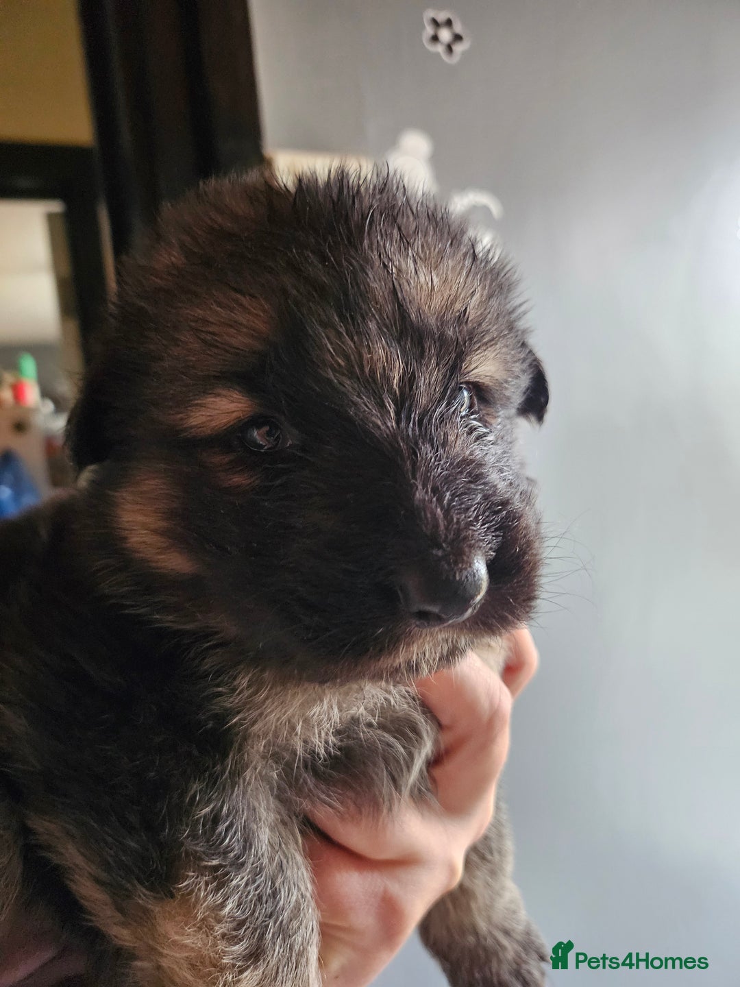 German Shepherd dogs for sale: 8 Beautiful fluffy German Shepherd pups  - Image 8