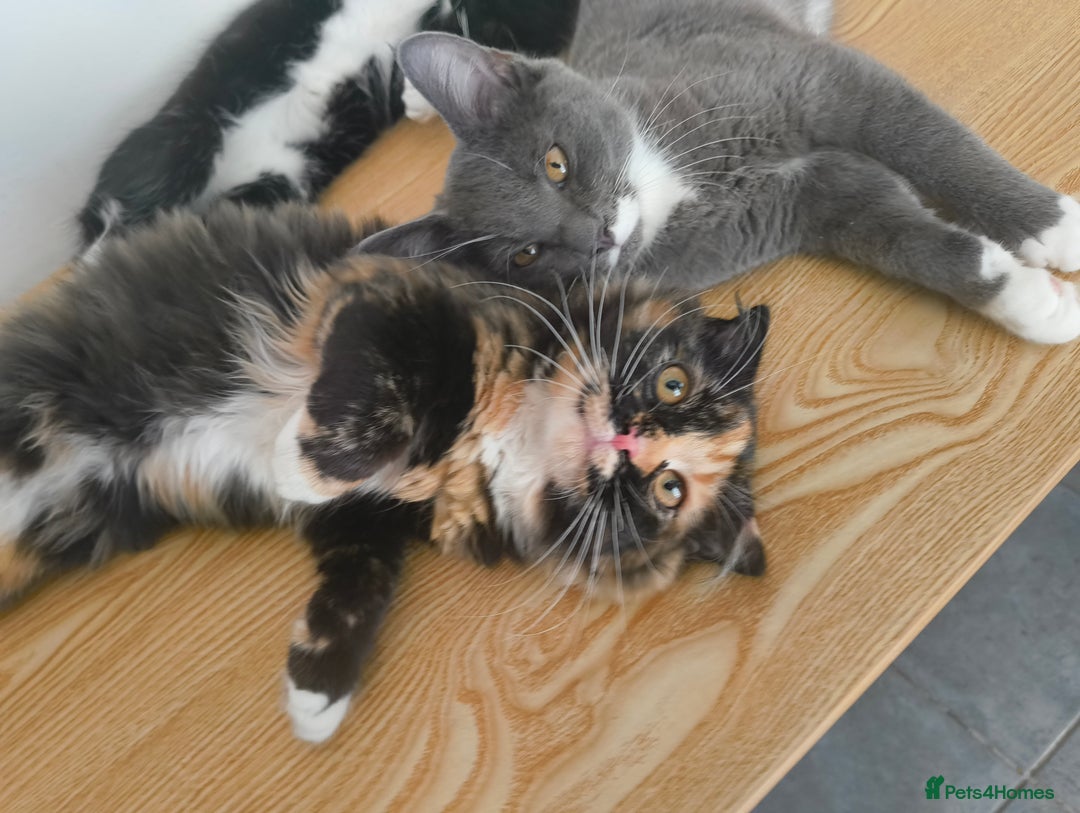 Scottish Fold cats for sale:  1 Tuxedo Scottish Fold Kitten Boy  in Manningtree - Image 25