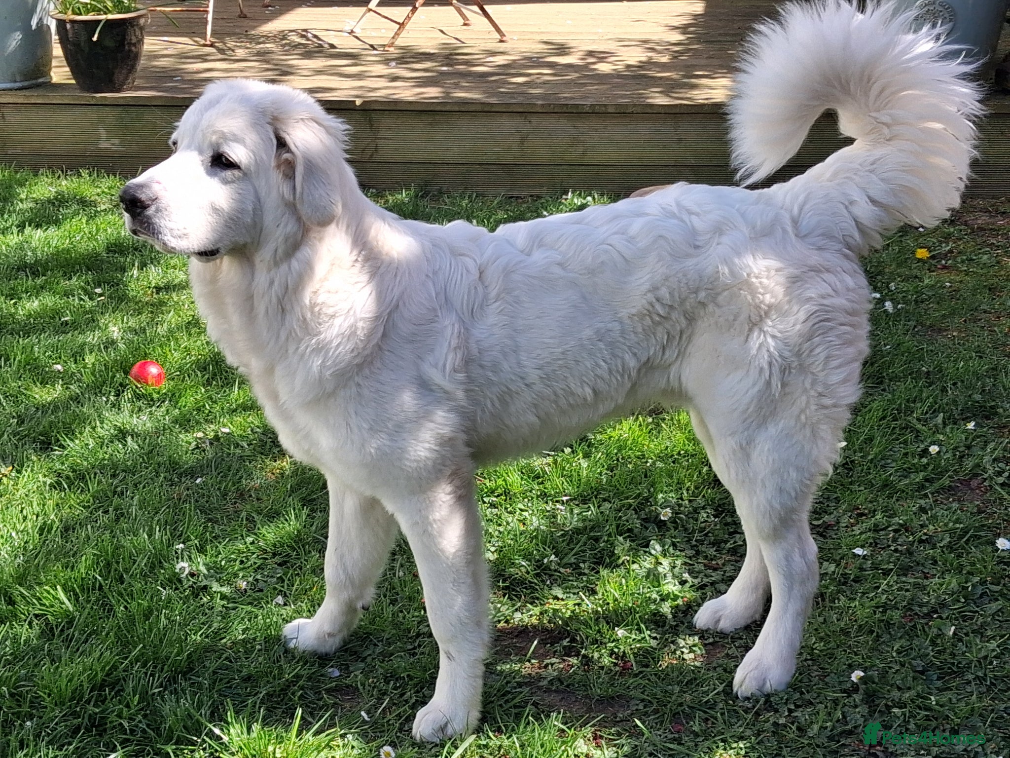 Polish Lowland Sheepdog dogs for sale: Tatra Polish Mountain dog (7 months old) - Advert 1