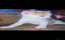 Mixed Breed cats for sale: kittens for sale  - Image 15