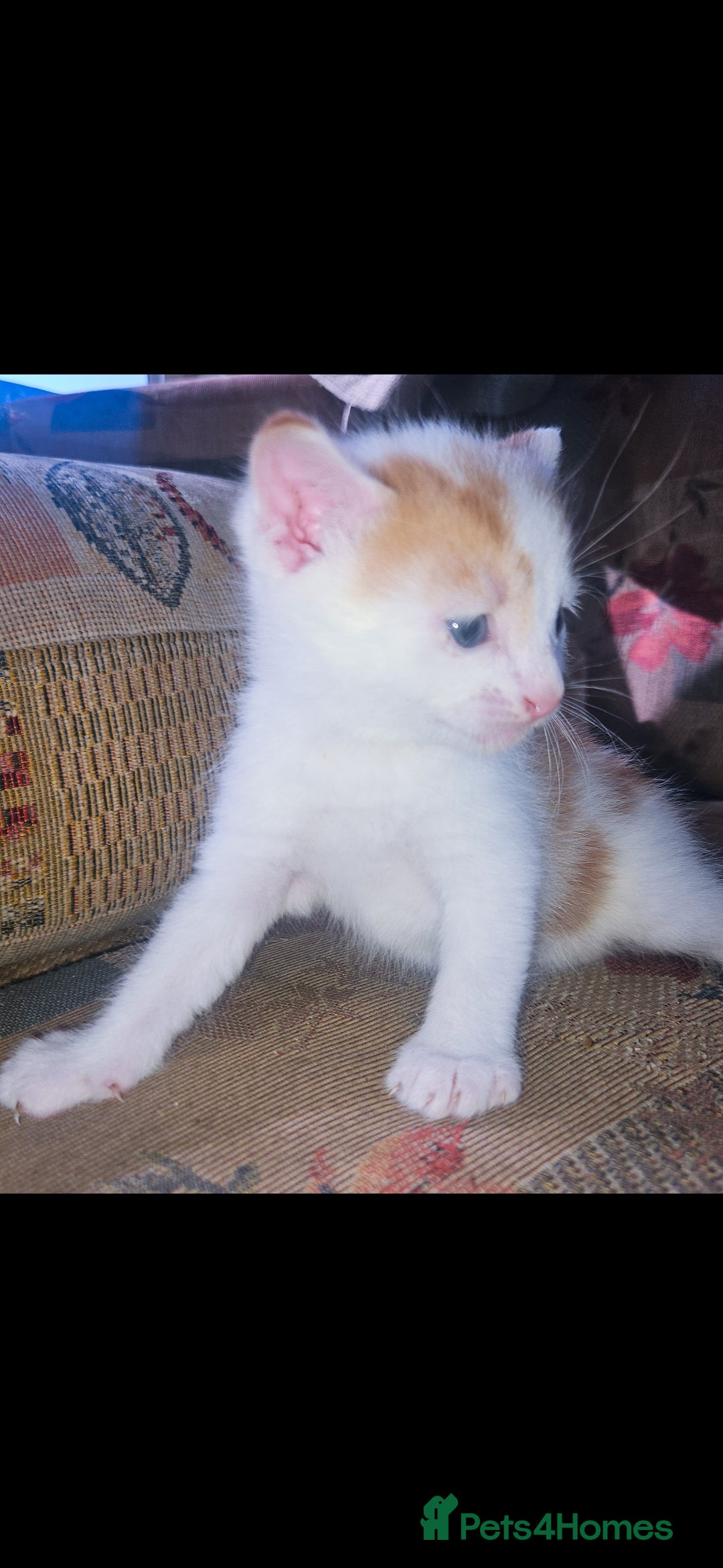 Mixed Breed cats for sale: kittens for sale  - Image 15