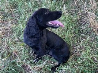 Cocker Spaniel dogs - Advert 1