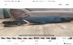 Rottweiler dogs for sale: Kc reg full German champion rottweiler puppies   - Image 32