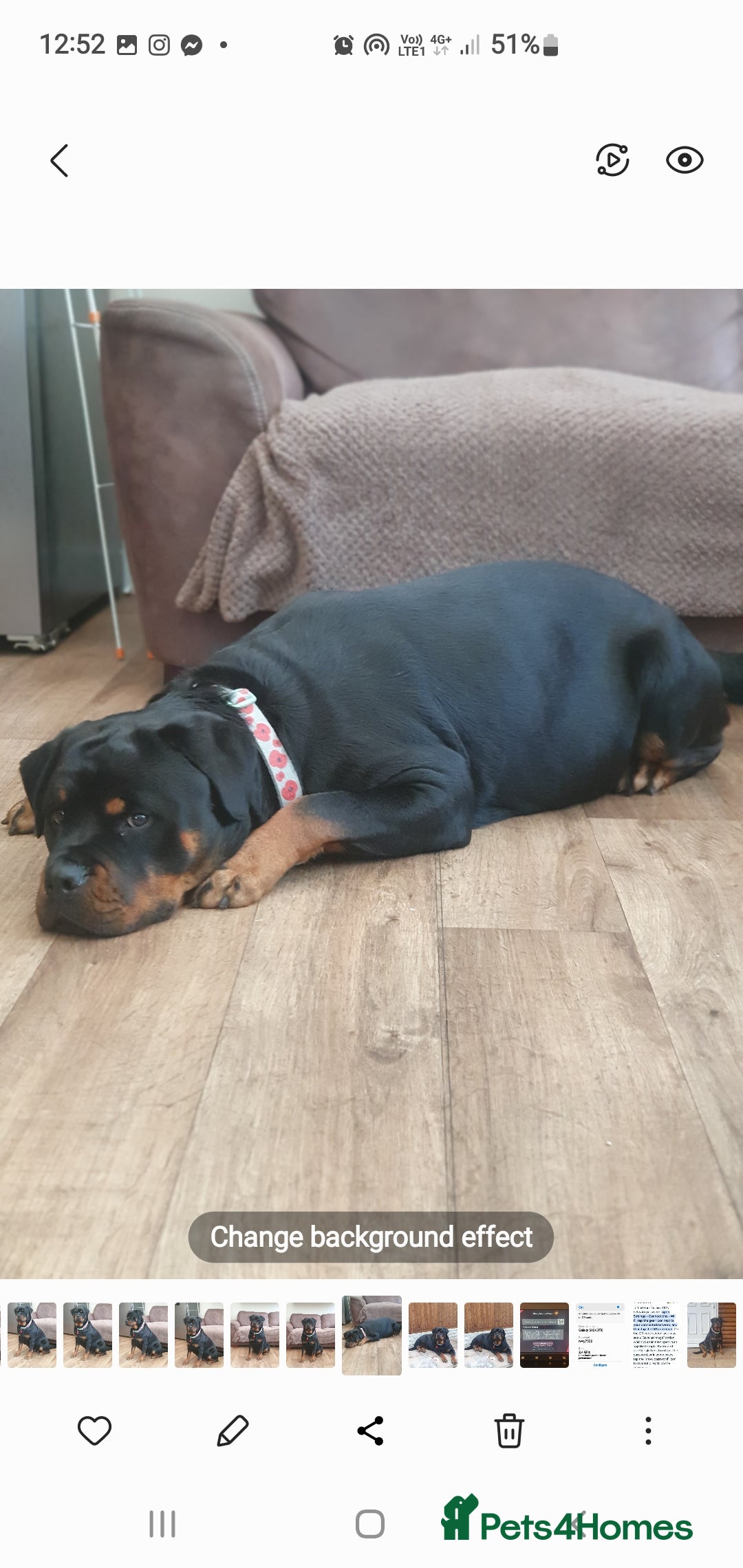 Rottweiler dogs for sale: Kc reg full German champion rottweiler puppies   - Image 32