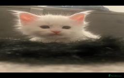 Maine Coon cats for sale: Beautiful Rare White Blue Eyed GCCF Maine Coons - Image 14