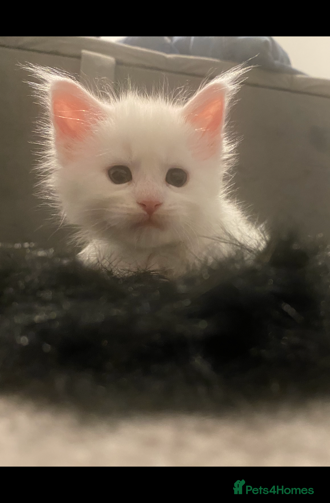Maine Coon cats for sale: Beautiful Rare White Blue Eyed GCCF Maine Coons - Image 14