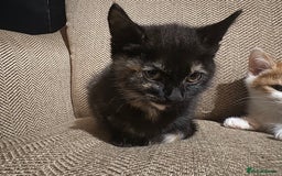 Mixed Breed cats for sale: Beautiful playful kittens looking for forever home - Image 2