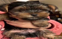 Yorkshire Terrier dogs for sale: Tiny Yorkshire Terriers for sale - Image 9