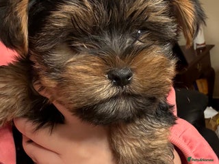 Yorkshire Terrier dogs Tiny Yorkshire Terriers for sale - Advert 5