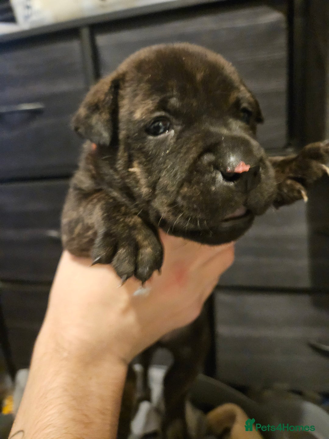 Mixed Breed dogs for sale: Cane corso x shar pei x staffy - Advert 6