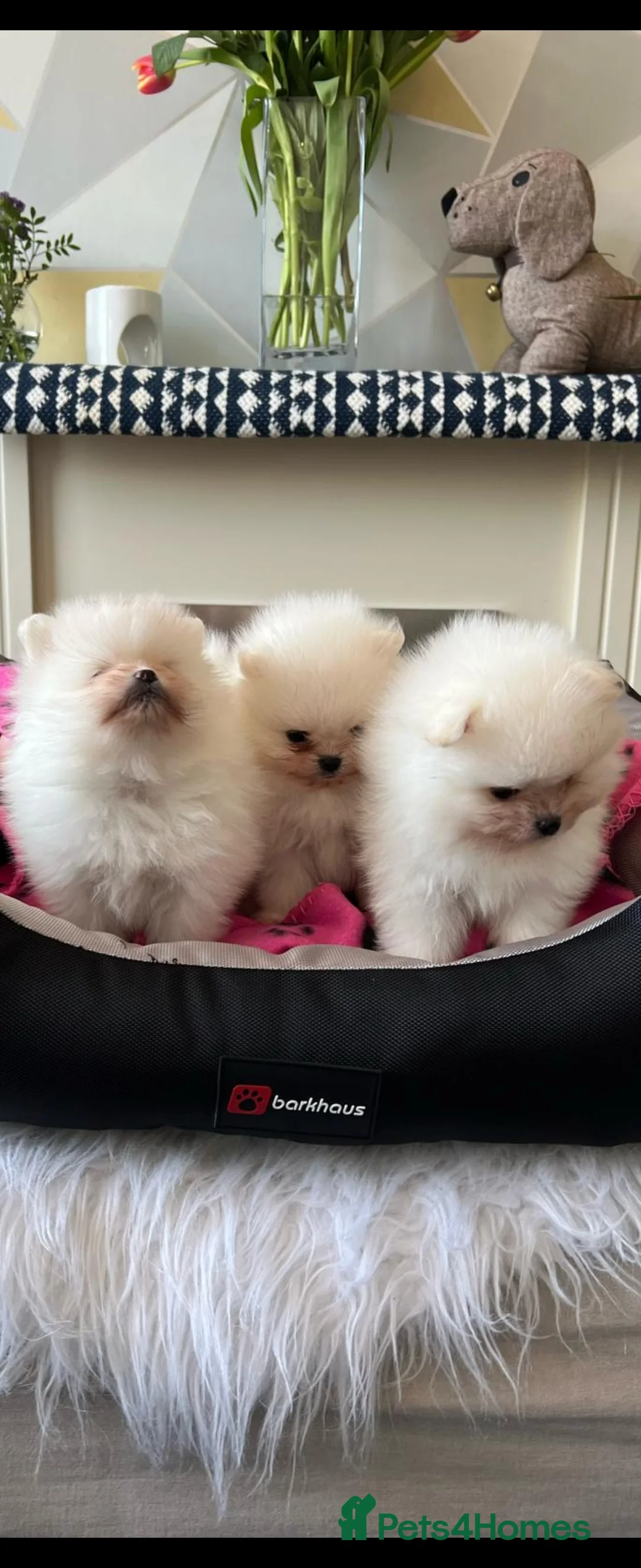 Pomeranian dogs for stud: BEAUTIFUL KC REG.KOREAN POM.BOY OPEN FOR STUD💙 in Bolton - Advert 19