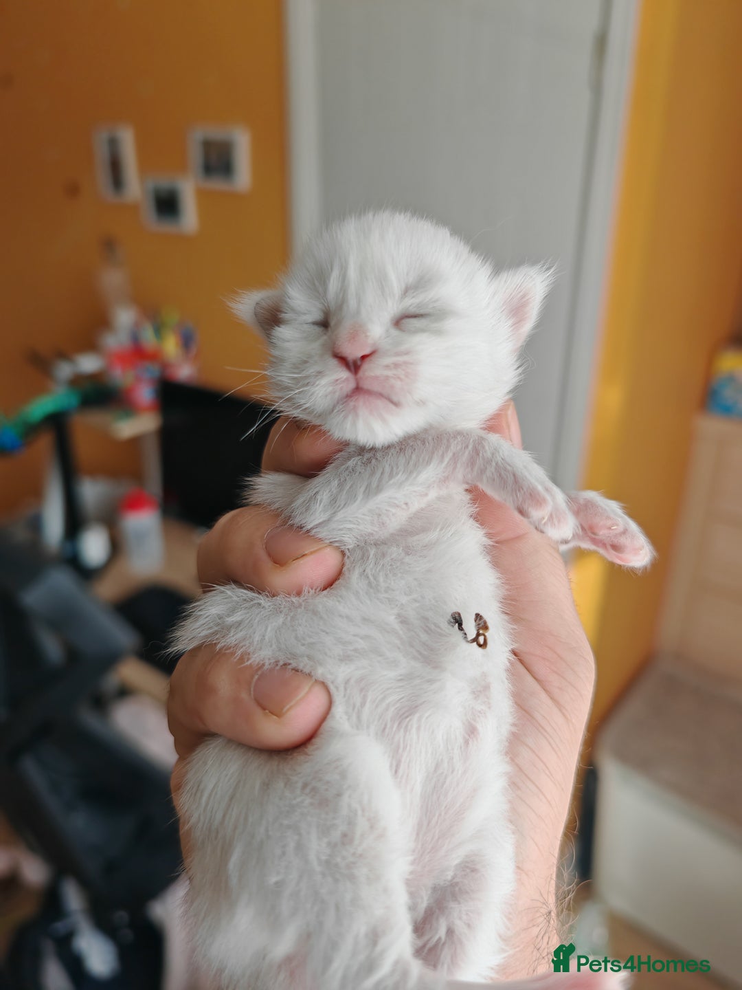 Maine Coon cats for sale: Shaded and Shell Maine Coon kittens - Image 6