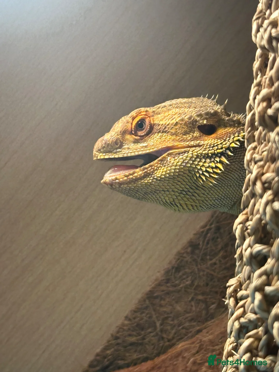 Bearded Dragon reptiles for sale: Bearded dragon  in London - Advert 2