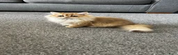 British Longhair cats for sale: Chocolate-Golden British BLH and BSH kittens  - Advert 8