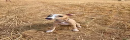 Whippet dogs for sale: Lenny  - Advert 8