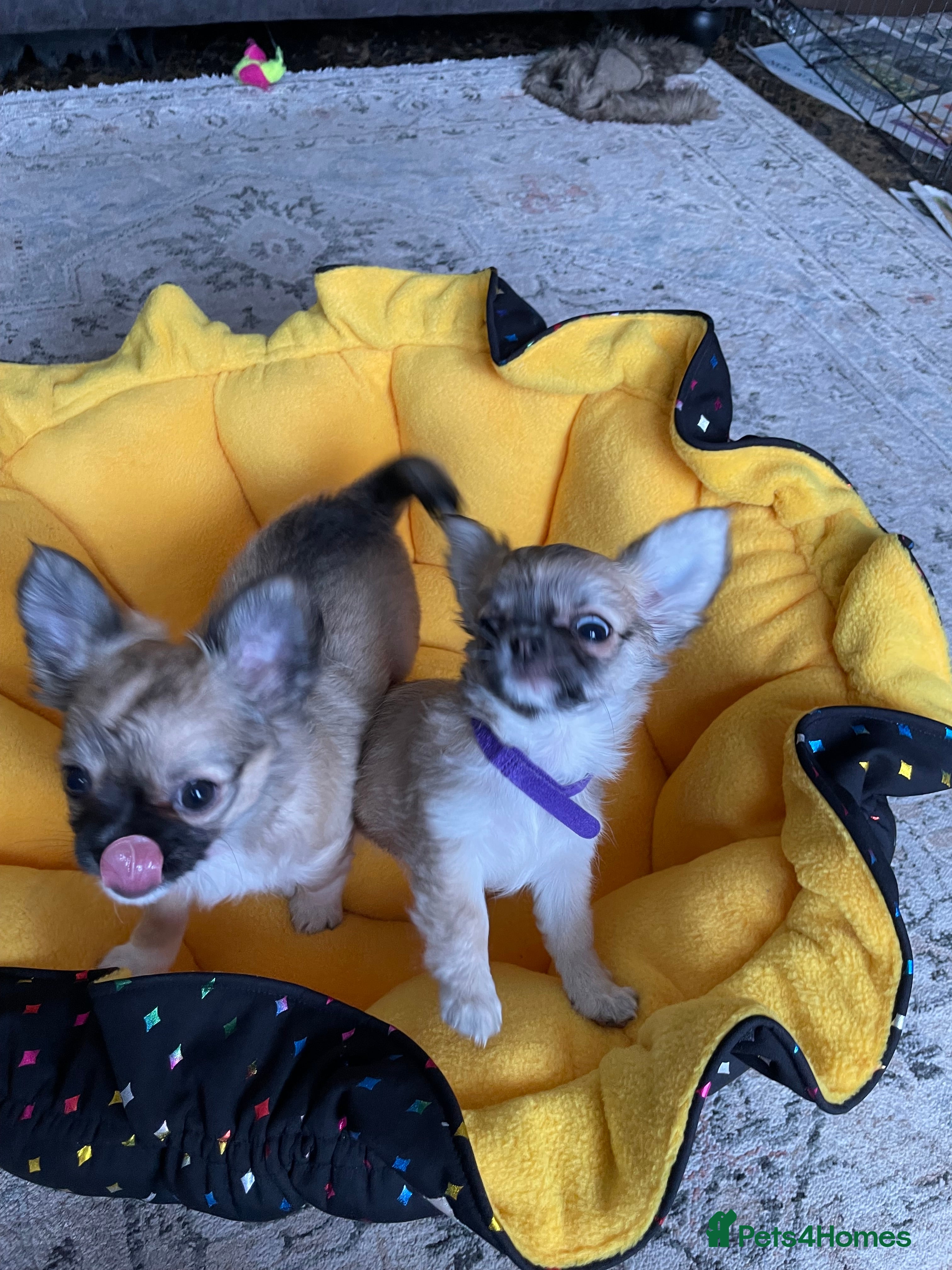 Chihuahua dogs Chihuahua long coat female puppies  - Advert 1