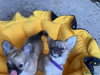 Chihuahua dogs Chihuahua long coat female puppies - Advert 1