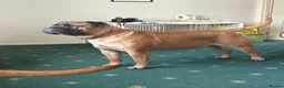 Bullmastiff dogs for sale: Top Quality KC Bullmastiff Bitch ready to go  - Advert 14