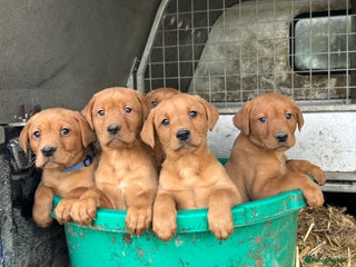 Labrador Retriever dogs 6 FOX RED LABRADORS - Advert 2