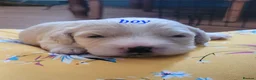 Mixed Breed dogs for sale: Cockerpoo in Kilmarnock - Advert 6
