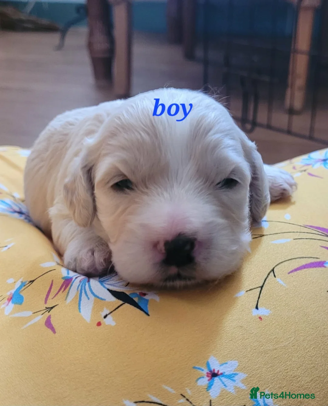 Mixed Breed dogs for sale: Cockerpoo in Kilmarnock - Advert 6