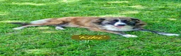 Mixed Breed dogs for adoption: Kiki, 6 yrs approx. Reserved STC. - Advert 2