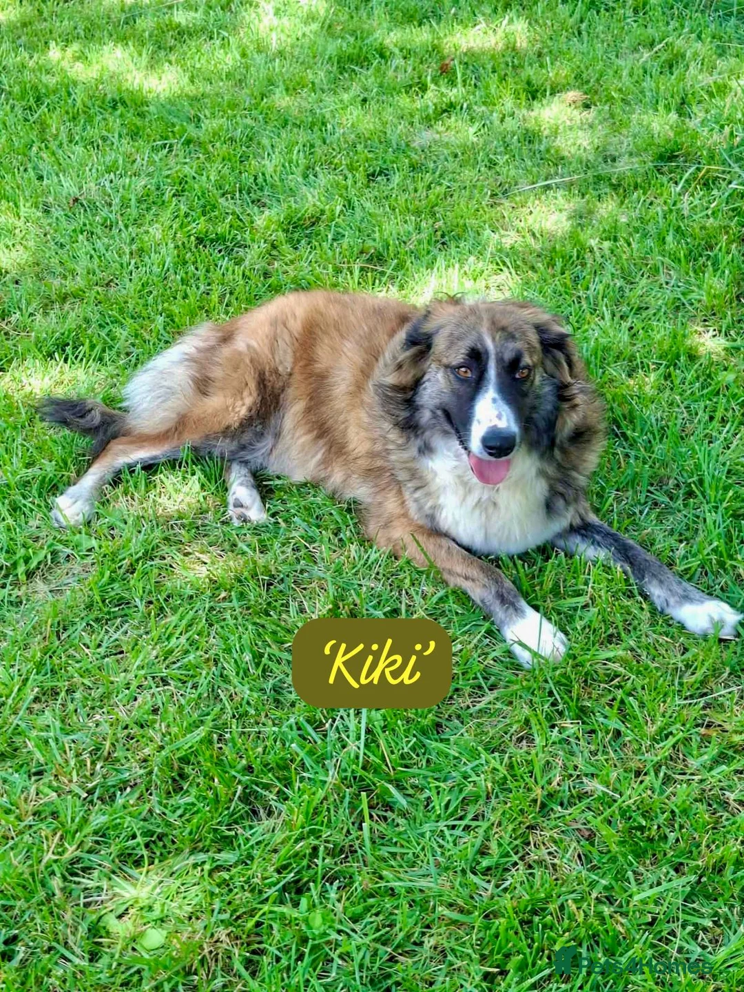 Mixed Breed dogs for adoption: Kiki, 6 yrs approx. Reserved STC. - Advert 2
