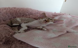 Devon Rex cats for sale: 🌼Curly, gorgeous Devon Rex Kittens available  - Image 14