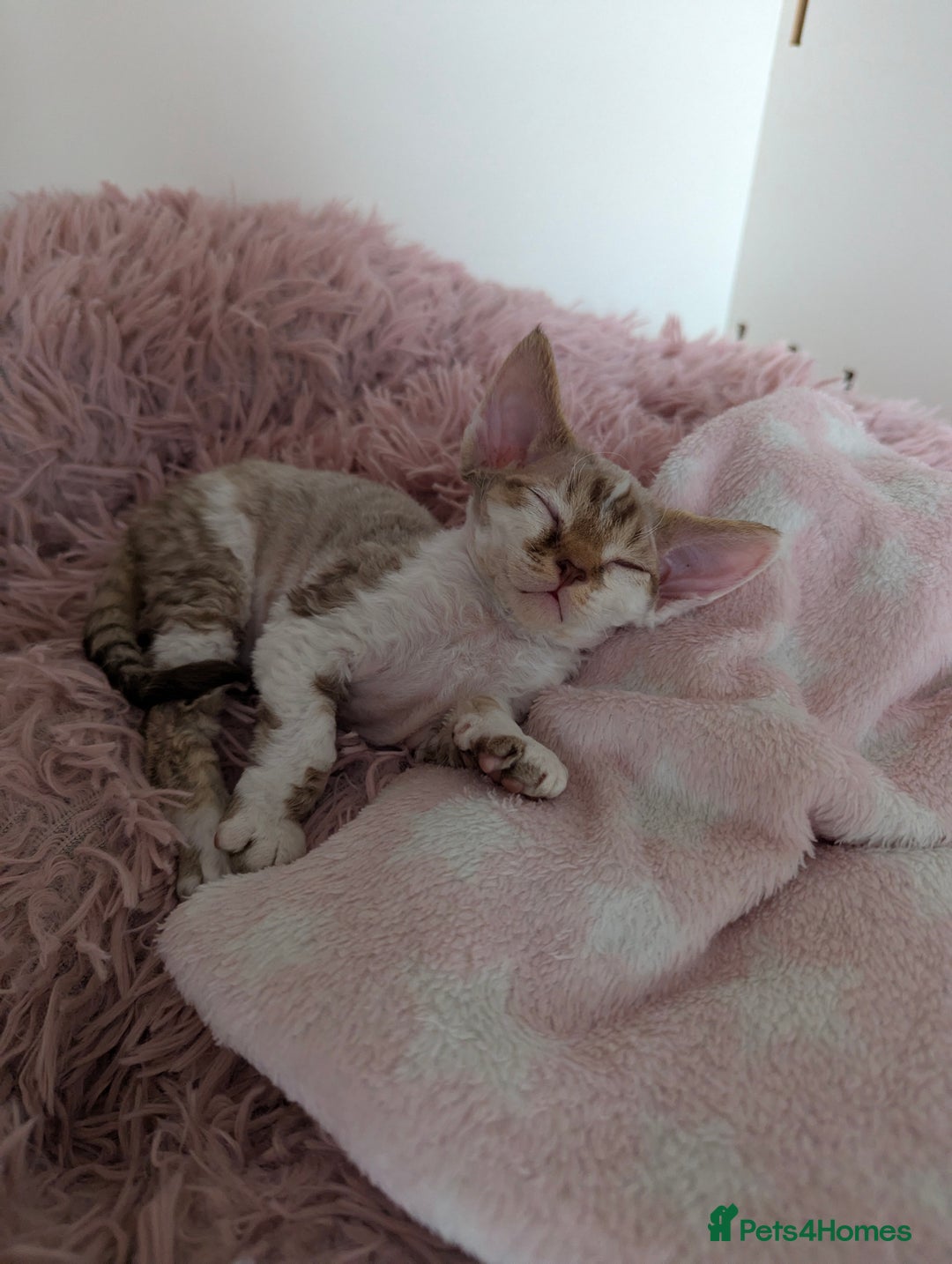 Devon Rex cats for sale: 🌼Curly, gorgeous Devon Rex Kittens available  - Image 14
