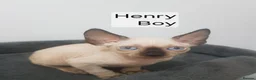 Sphynx cats for sale: Tica quality canadian sphynx kittens - Advert 6