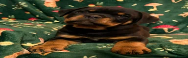 Green Collar Boy 