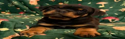 Rottweiler dogs for sale: Beautiful Rottweiler Puppies Available  - Advert 28
