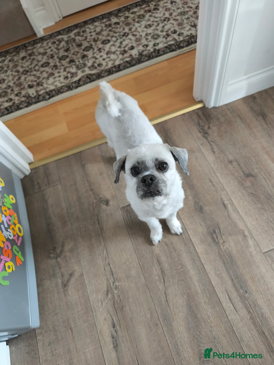 Lhasa Apso dogs for stud: Mr Faron - Advert 2