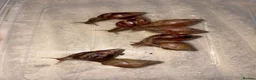 Snails invertebrates for sale: Giant African land snails ready for homes!  - Advert 6