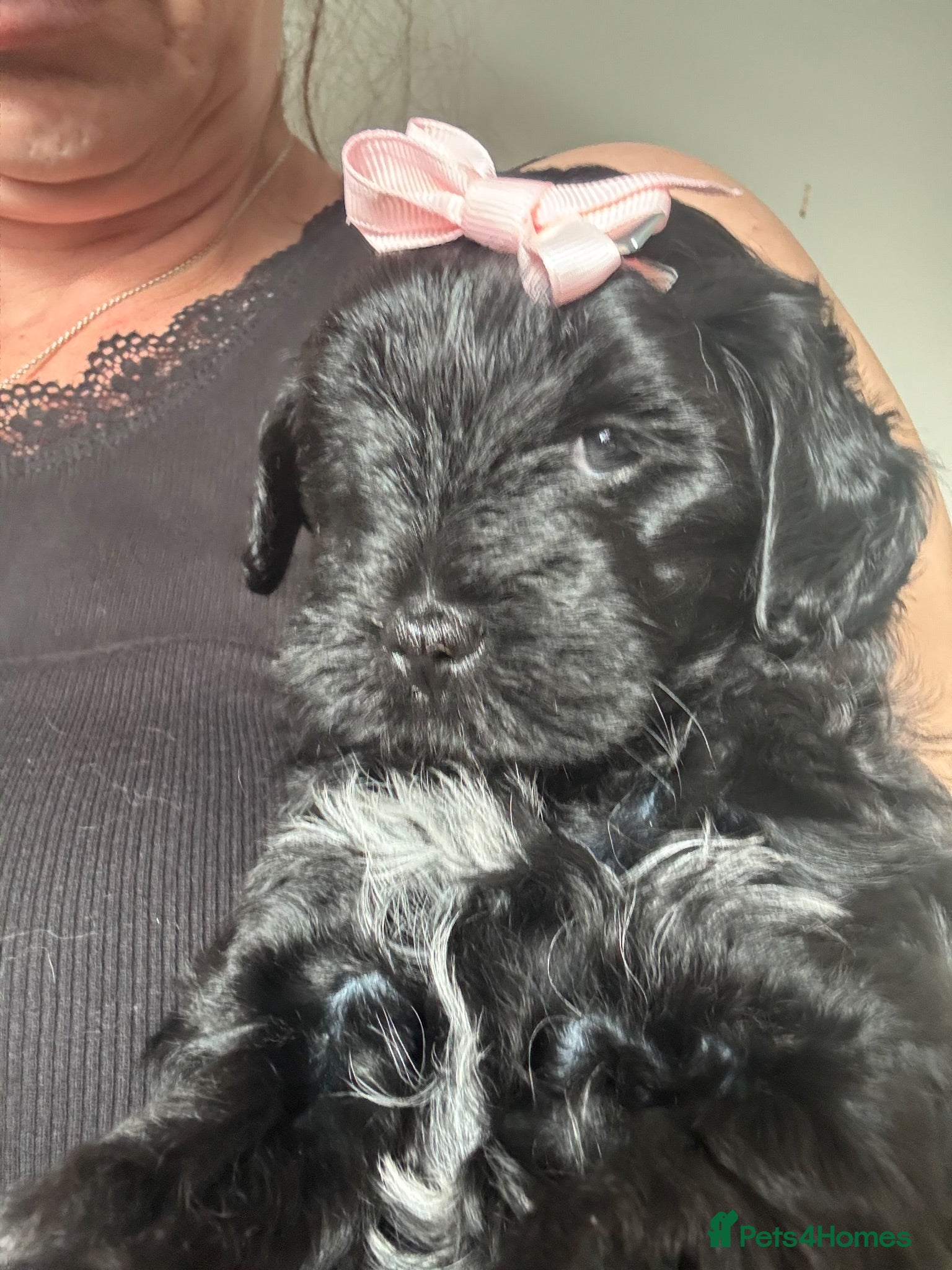 Yorkiepoo dogs Beautiful teadybear yorkiepoo girl reduced  £850 - Advert 1
