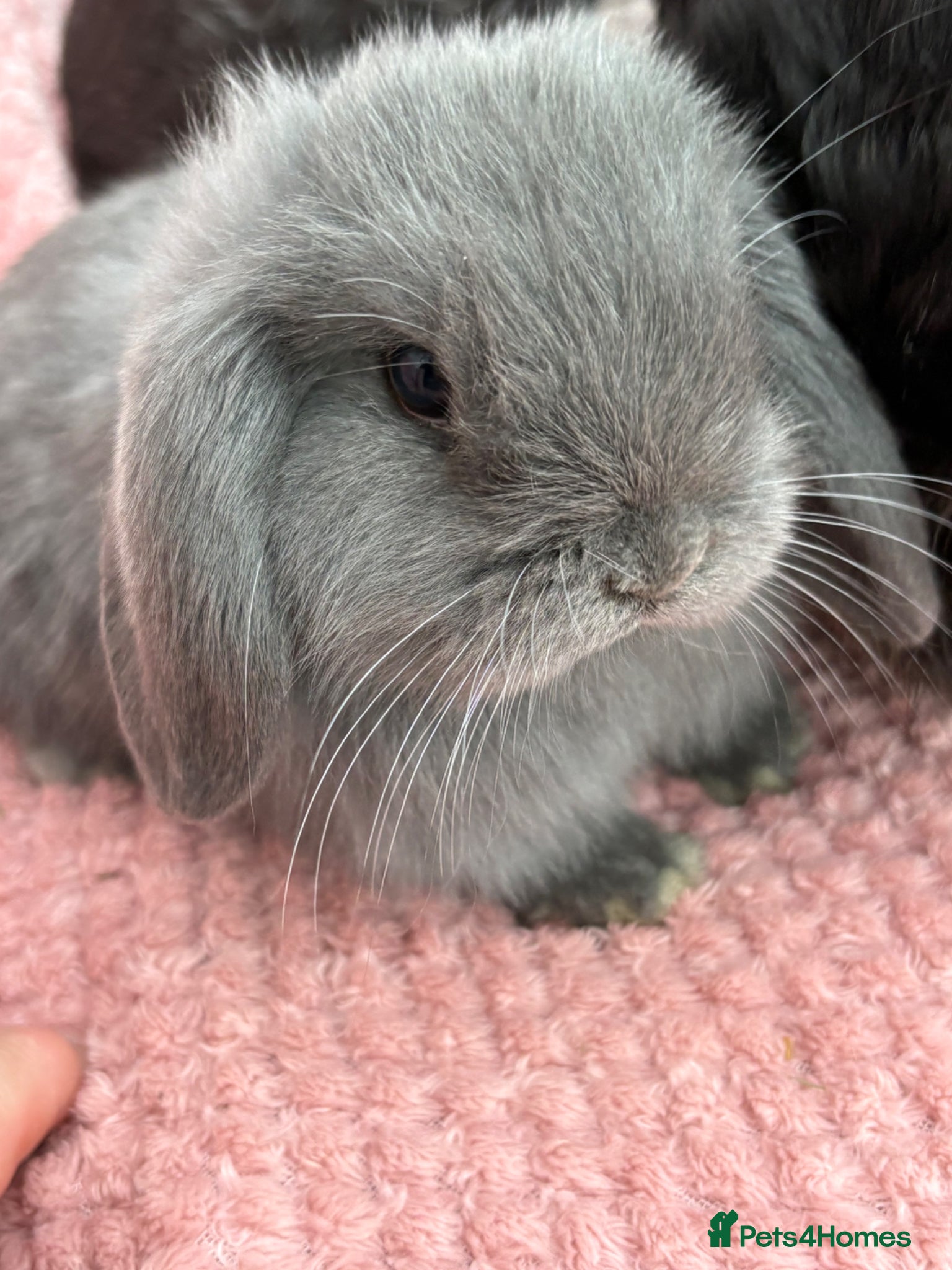 Mini Lop rabbits Mini lops-raised indoors-vaccinated  - Advert 1