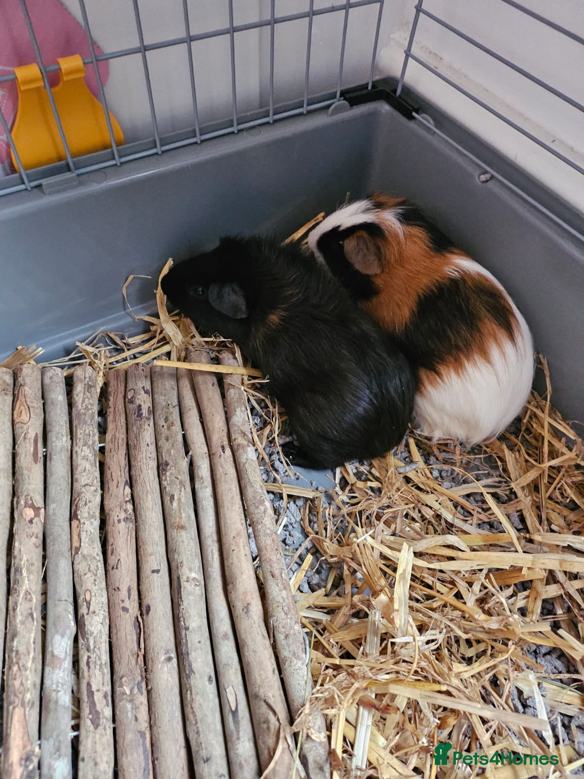Guinea Pig rodents for sale: 2 Gorgeous Male Guinea pigs  - Advert 1