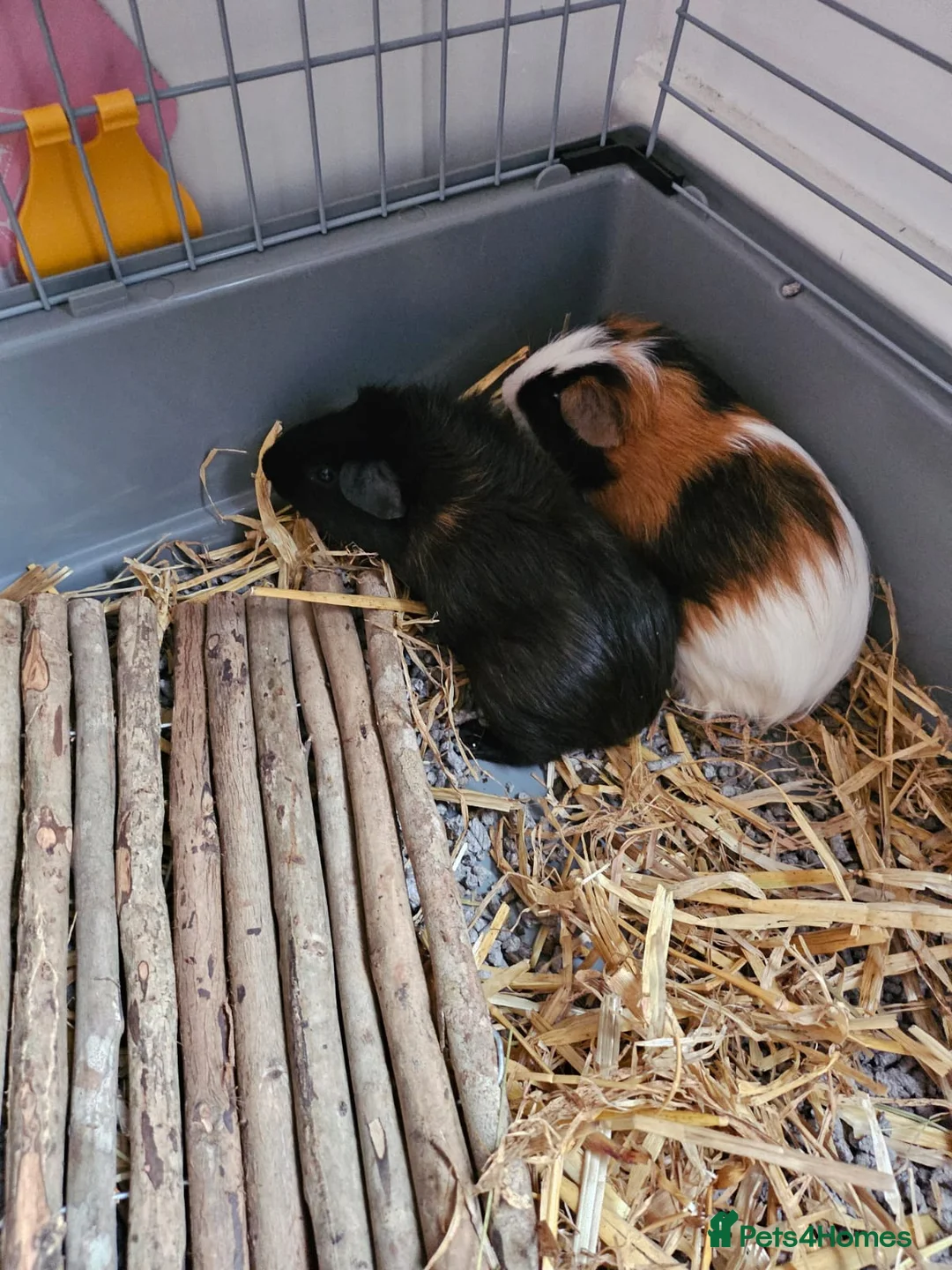 Guinea Pig rodents for sale: 2 Gorgeous Male Guinea pigs  in London - Advert 1