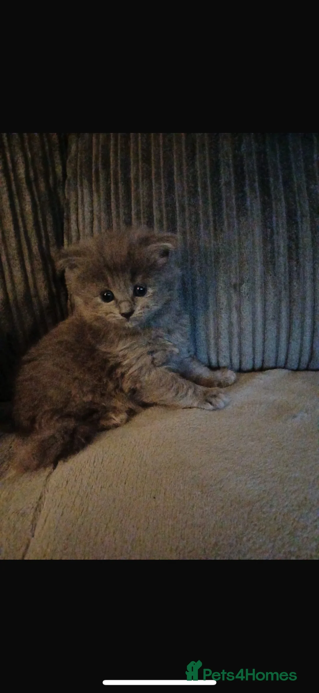 Mixed Breed cats for sale: Maincoon/ tabby/ ragdoll in Fort William - Advert 1