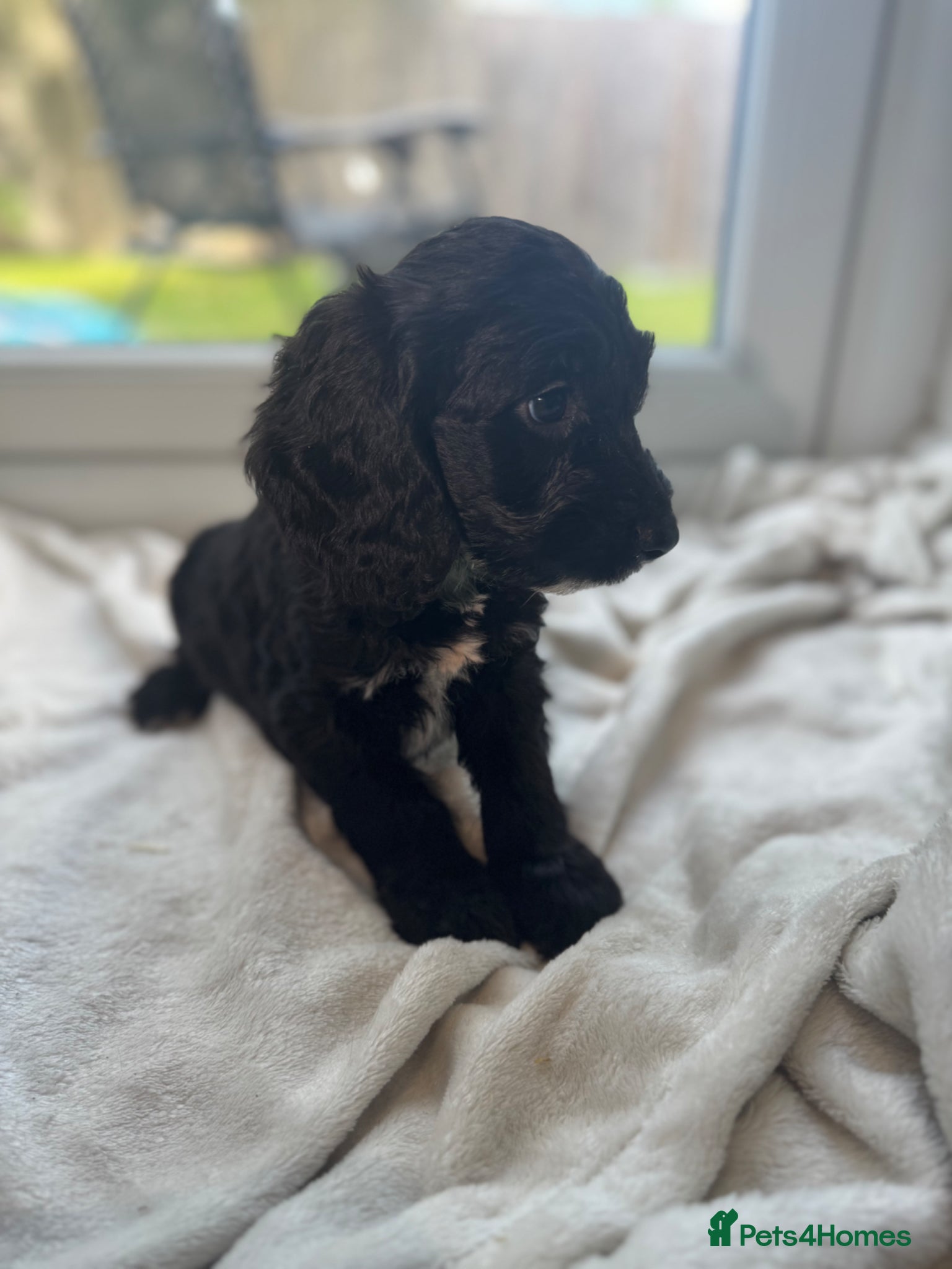 Sproodle dogs READY NOW BEAUTIFUL SPROODLE PUPS! - Advert 13