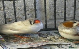 Finches birds for sale: Zebra finches - Image 4