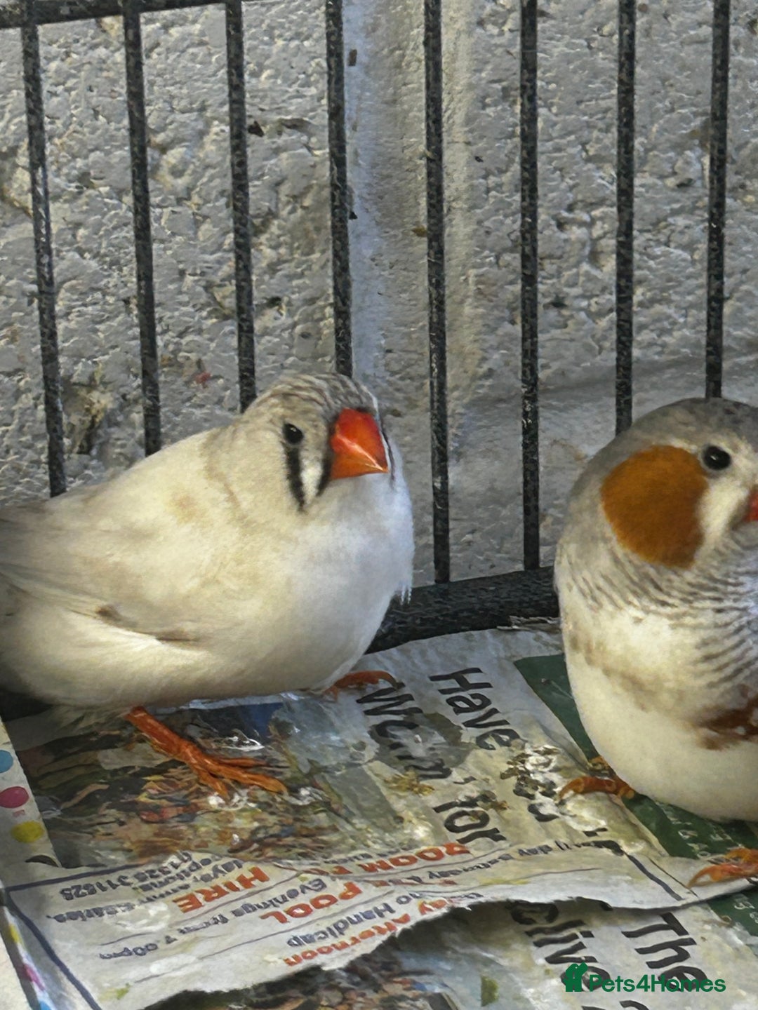 Finches birds for sale: Zebra finches - Image 4