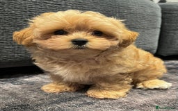 Toy Poodle dogs for sale: 🌟 Stunning Champagne Asian Toy Poodle Boy🌟 - Advert 7