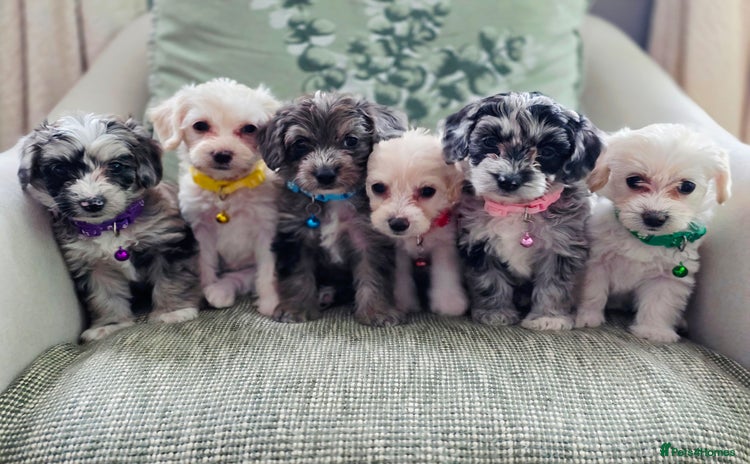 Yorkiepoo dogs - Advert 1