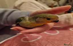 Lovebirds birds for sale: Hand Reared Peach Faced Lovebird Babies - Image 16