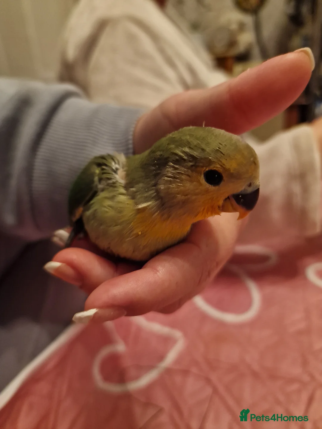 Lovebirds birds for sale: Hand Reared Peach Faced Lovebird Babies - Advert 16