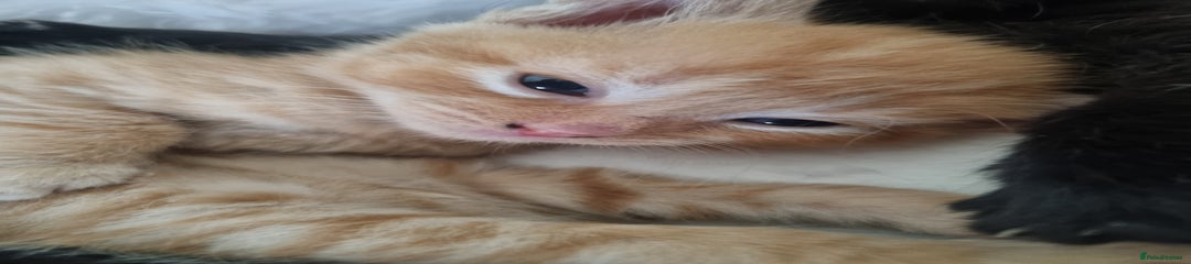 Mixed Breed Kitten 2